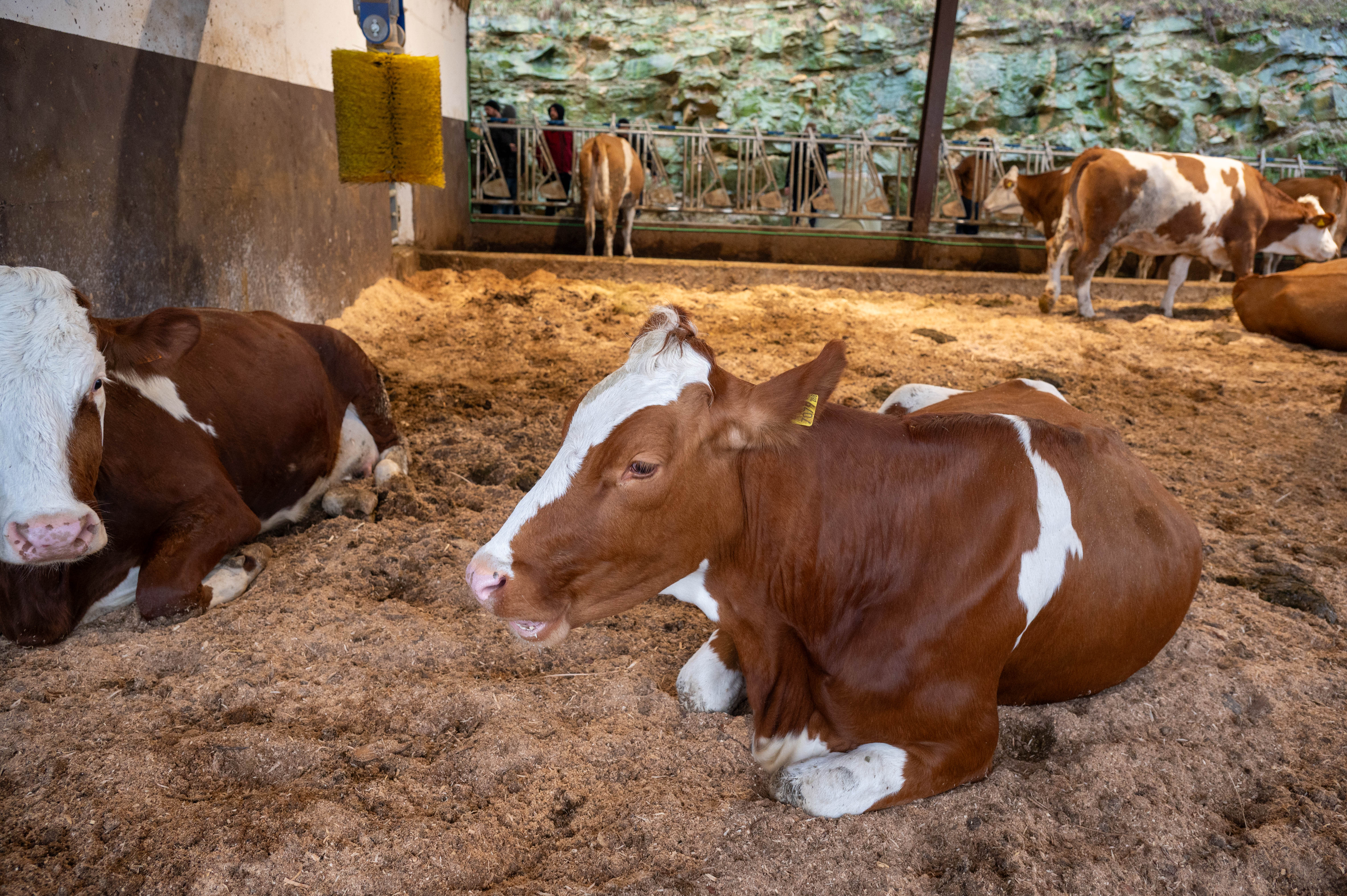 Vacas Simmental descansando en el establo de Muniota Baserria